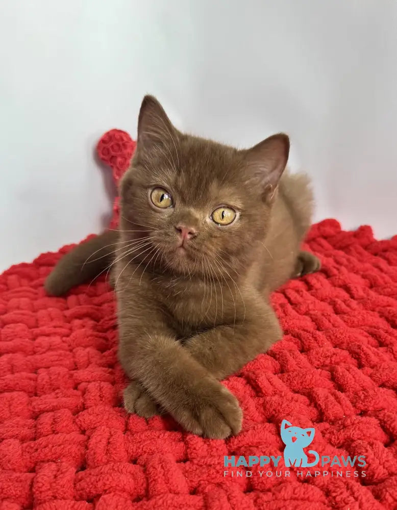 Polaroid British Shorthair male cinnamon live animals