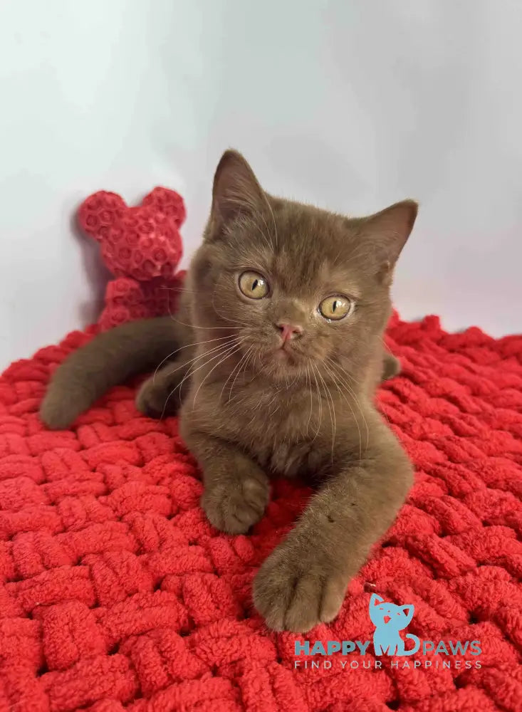 Polaroid British Shorthair male cinnamon live animals