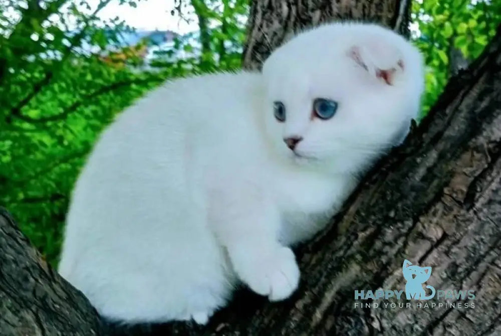 Poletta Scottish Fold female black silver shaded pointed - live animals