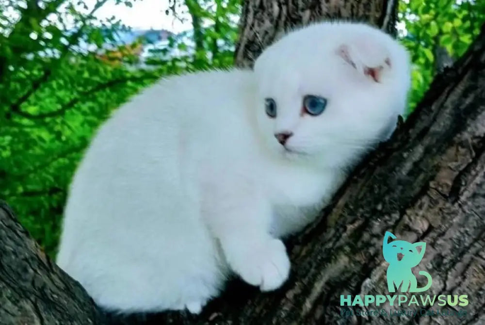 Poletta Scottish Fold female black silver shaded pointed - live animals