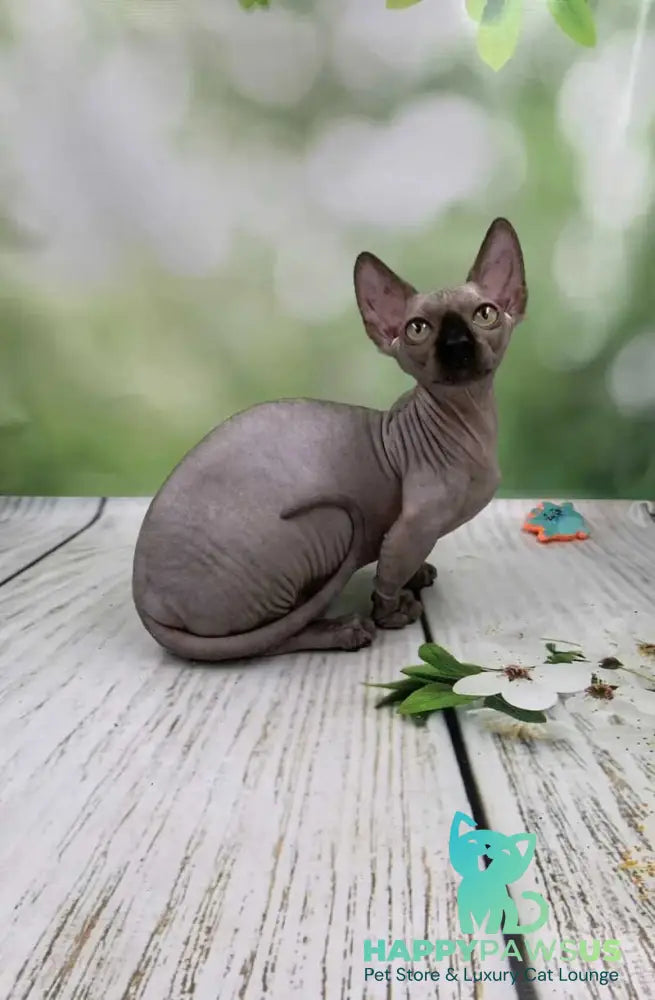 Polina Bambino female black - live animals
