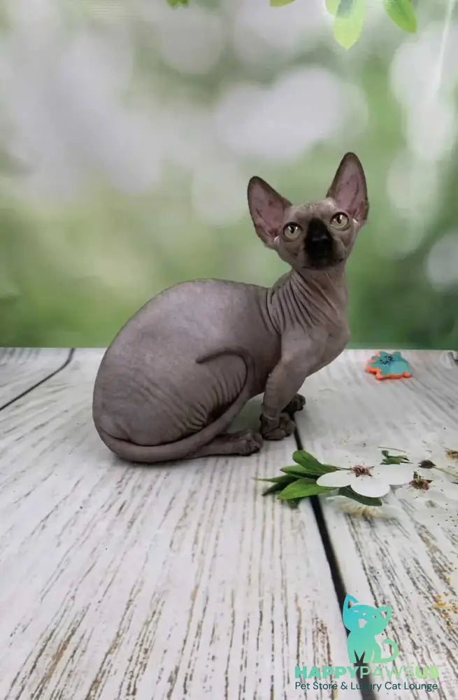 Polina Bambino female black - live animals