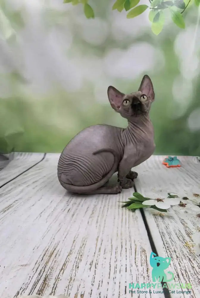 Polina Bambino female black - live animals