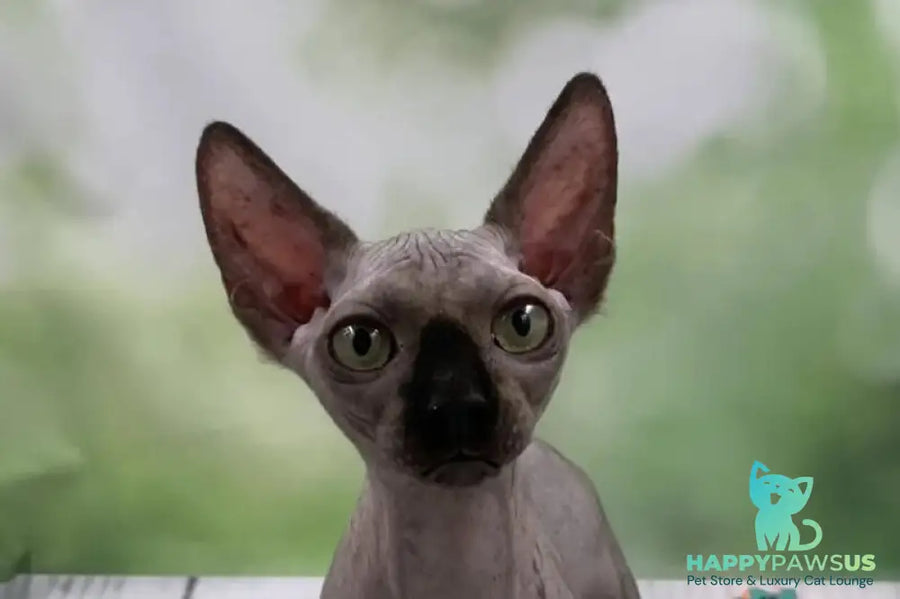 Polina Bambino female black - live animals