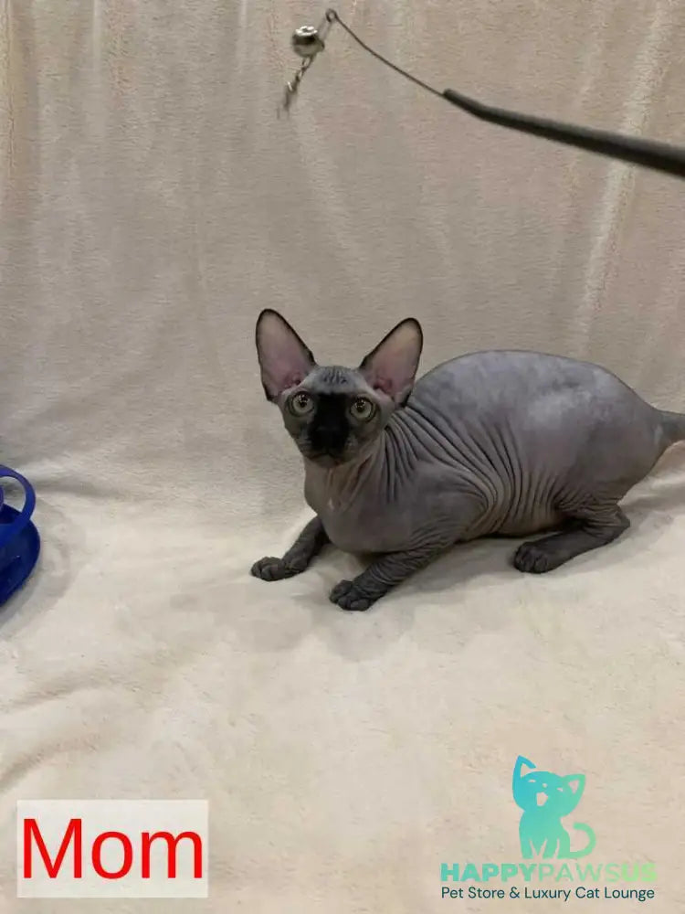 Polina Bambino female black - live animals