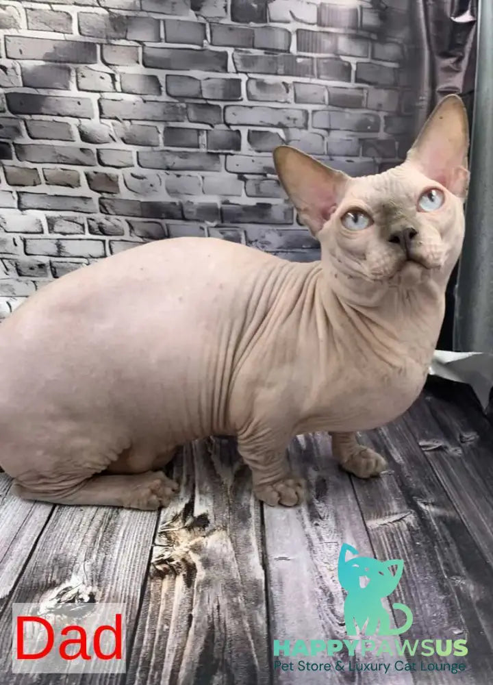 Polina Bambino female black - live animals