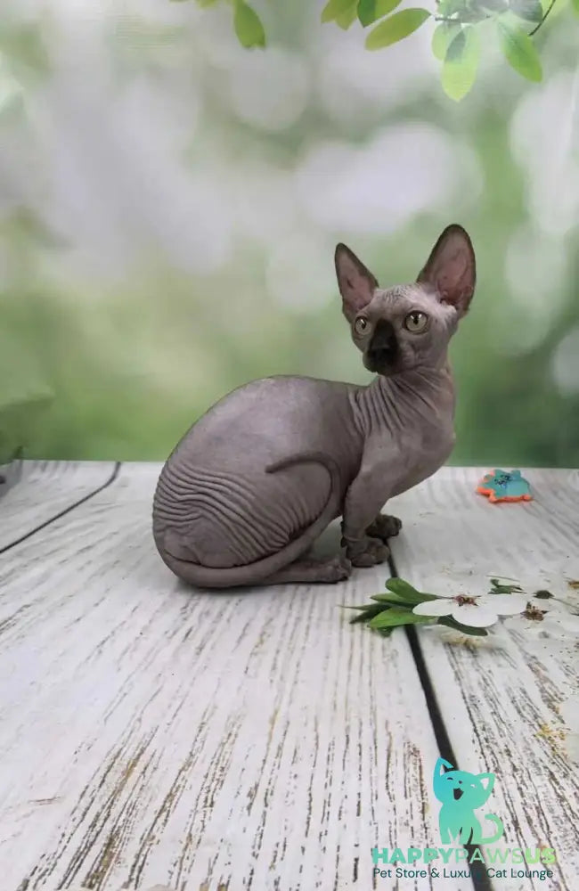 Polina Bambino female black - live animals