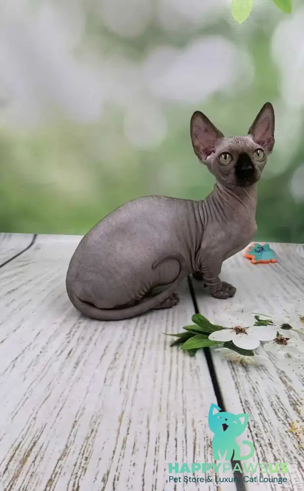Polina Bambino female black - live animals