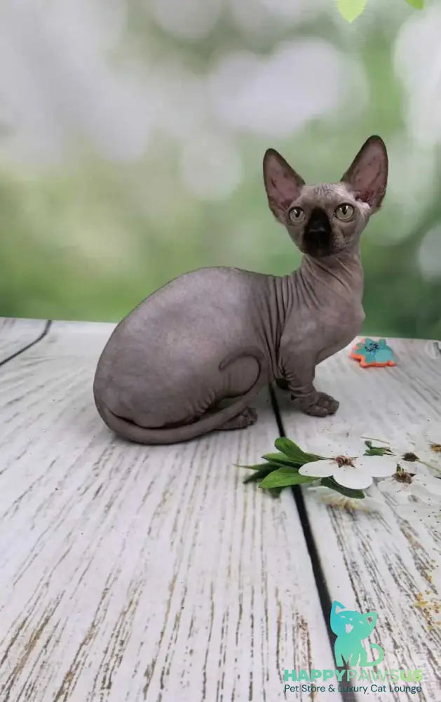 Polina Bambino female black - live animals