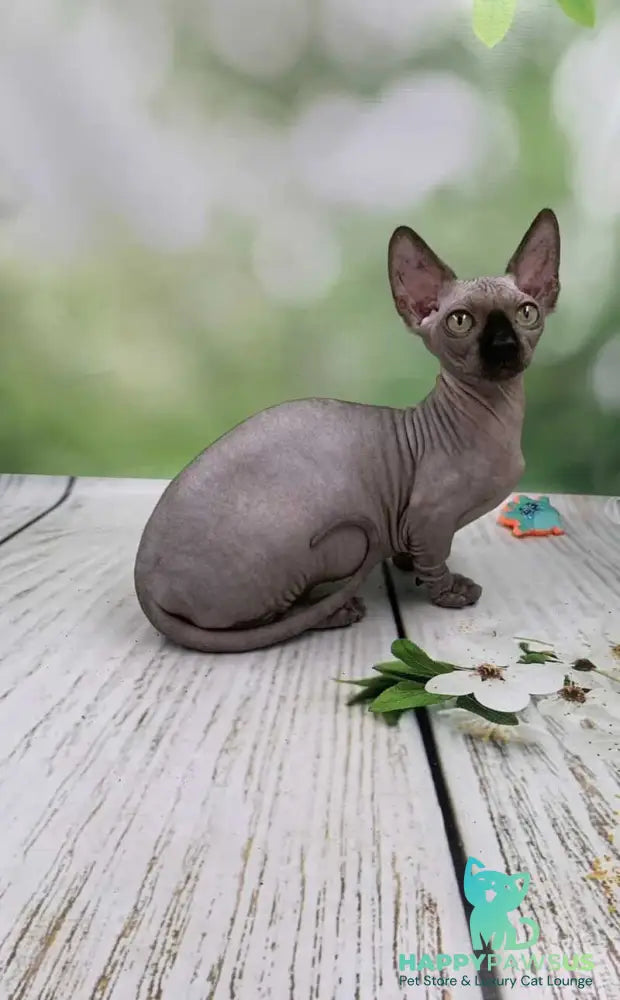 Polina Bambino female black - live animals