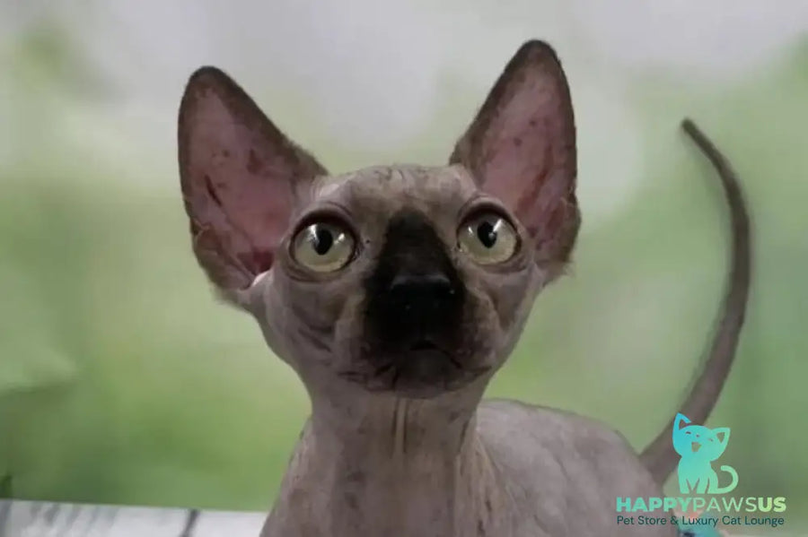 Polina Bambino female black - live animals