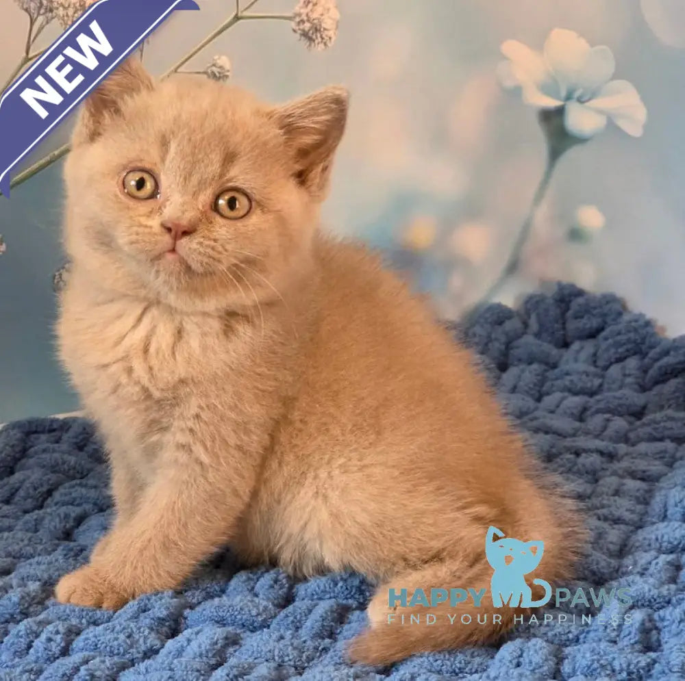 Polina British Shorthair female fawn live animals