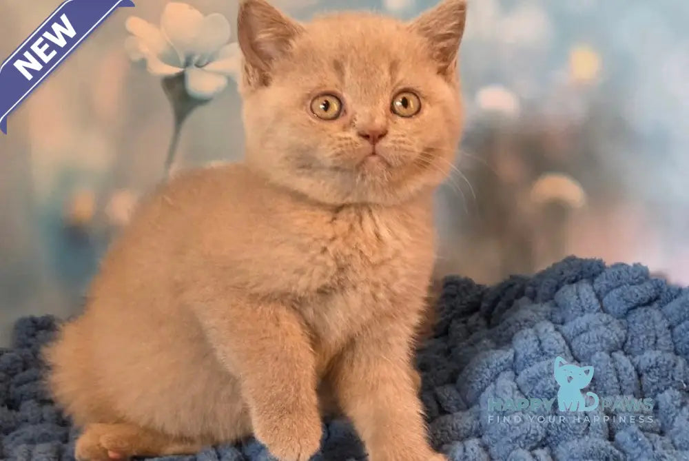 Polina British Shorthair female fawn live animals