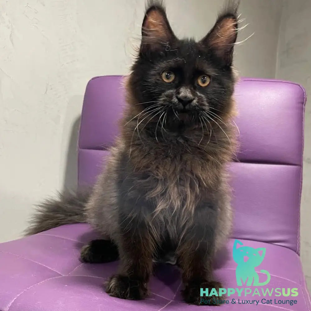 Polina Maine Coon female black - live animals