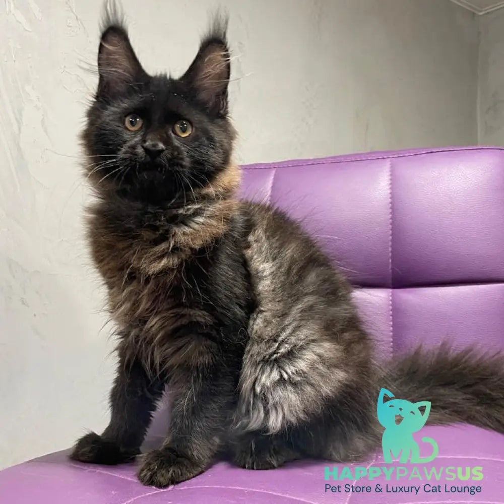 Polina Maine Coon female black - live animals