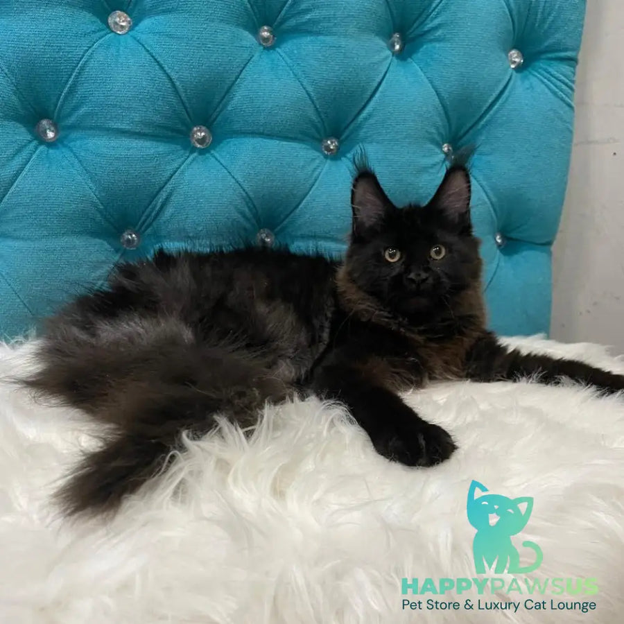 Polina Maine Coon female black - live animals
