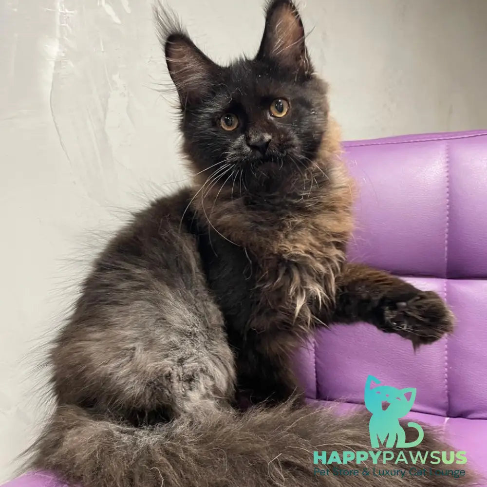 Polina Maine Coon female black - live animals