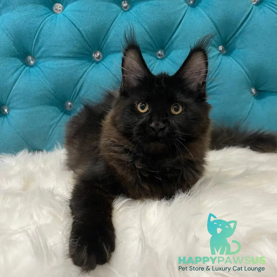 Polina Maine Coon female black - live animals