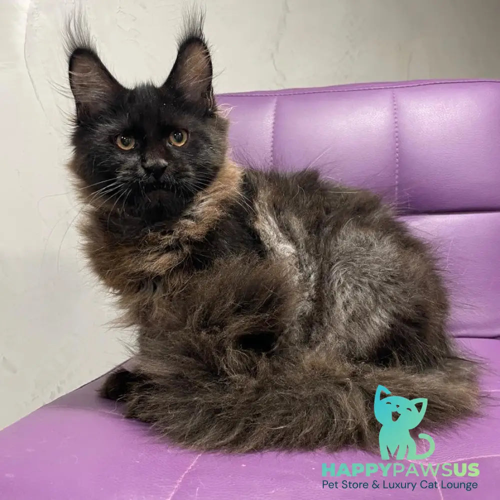 Polina Maine Coon female black - live animals