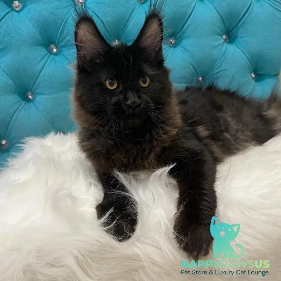 Polina Maine Coon female black - live animals