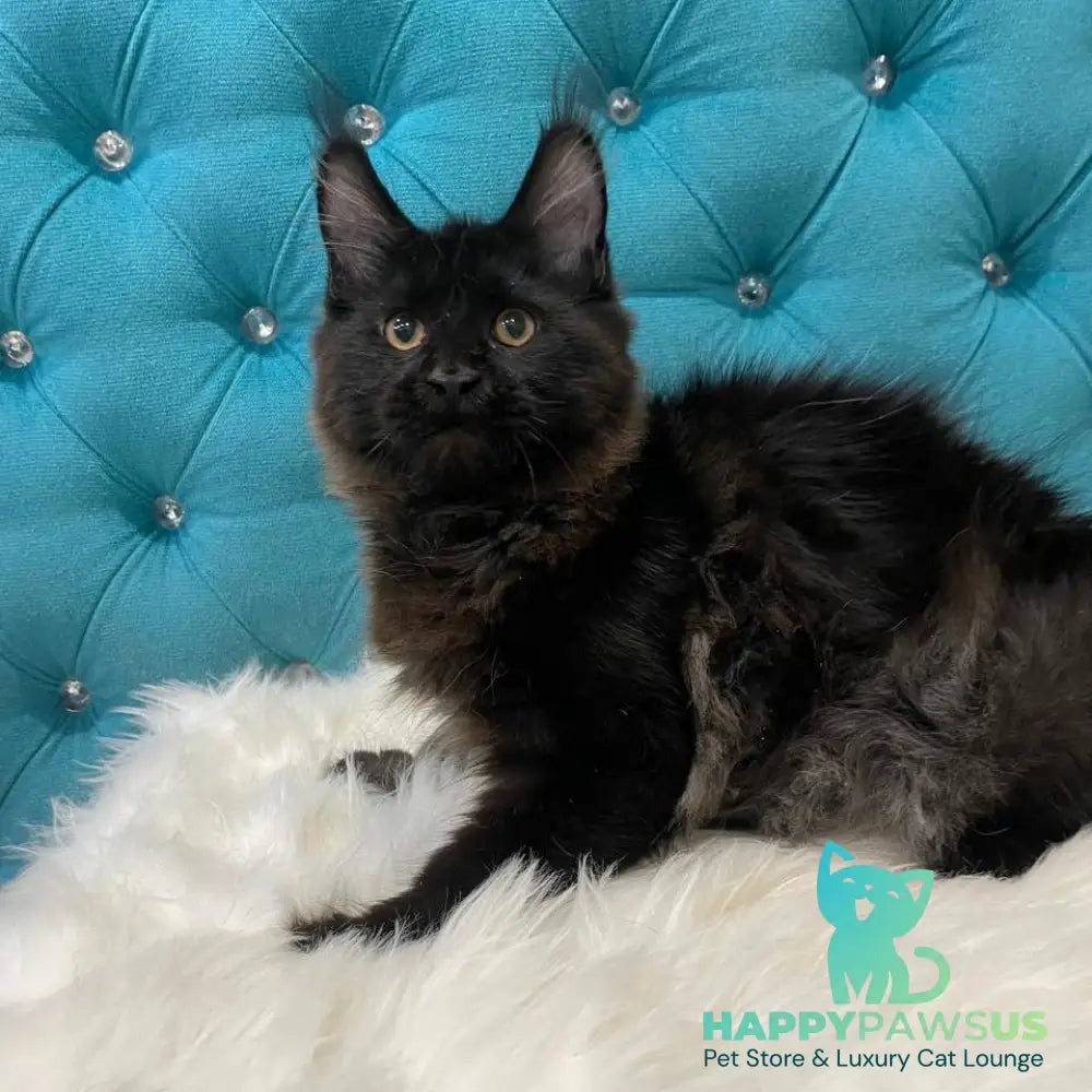 Polina Maine Coon female black - live animals