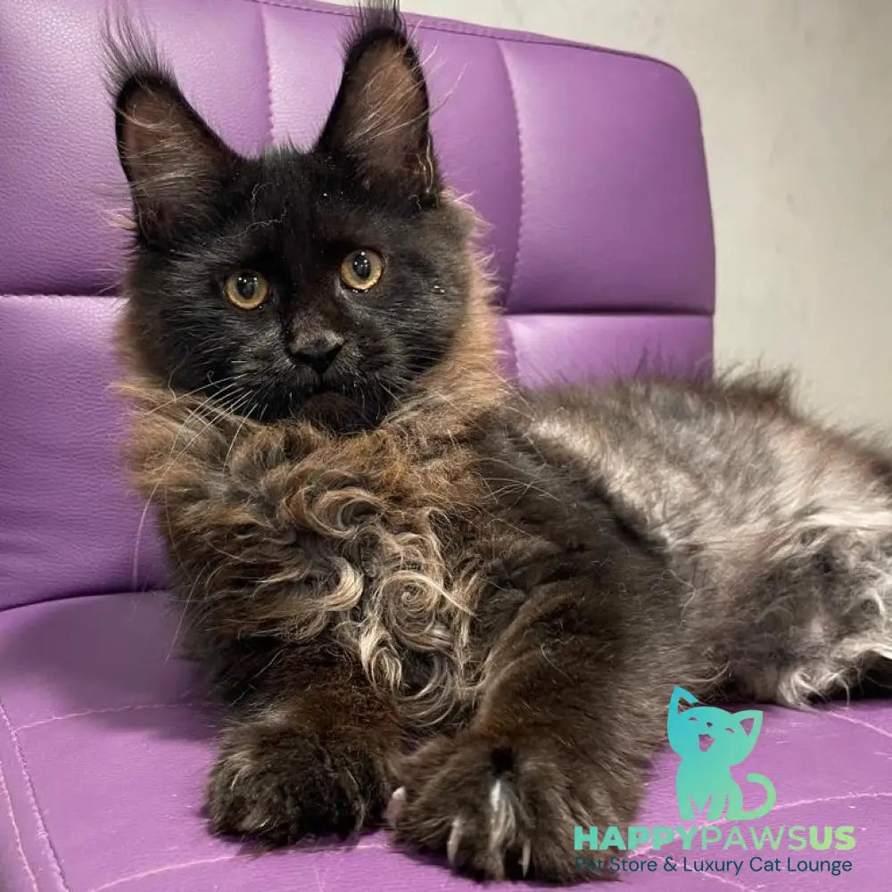 Polina Maine Coon female black - live animals