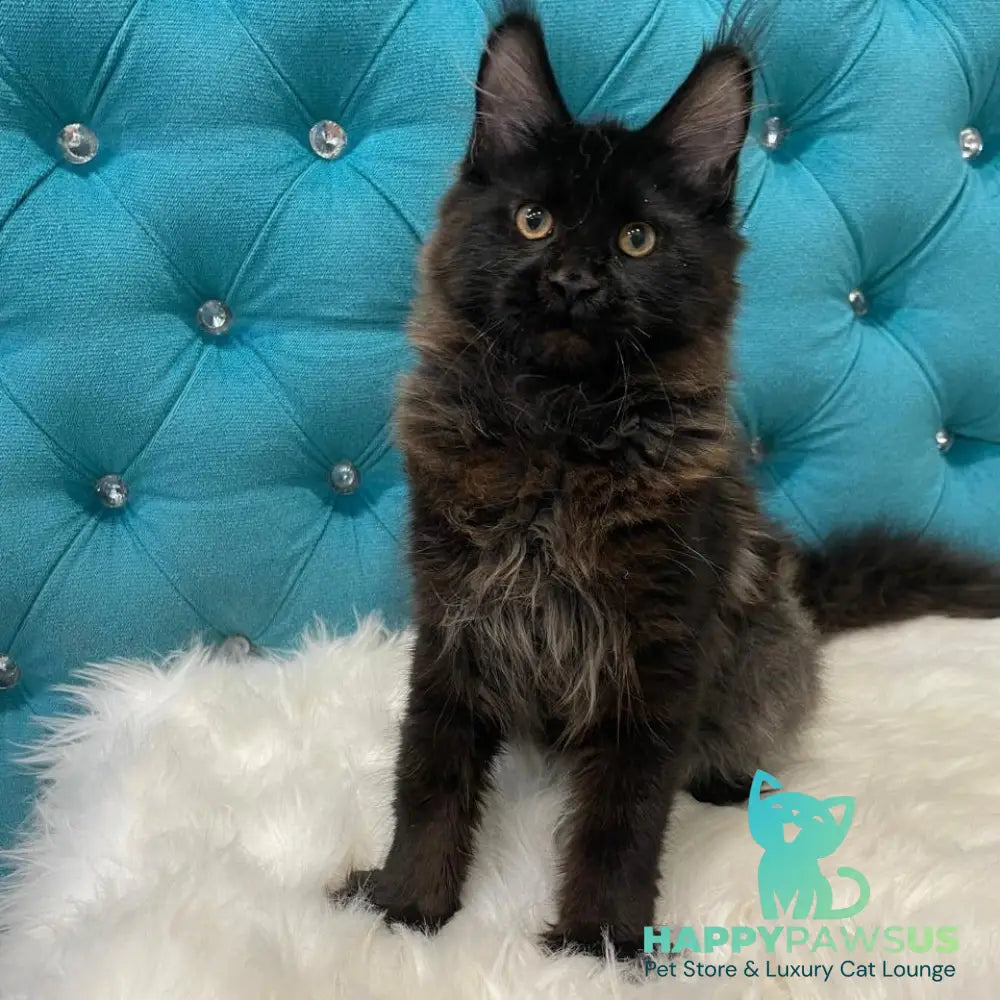 Polina Maine Coon female black - live animals
