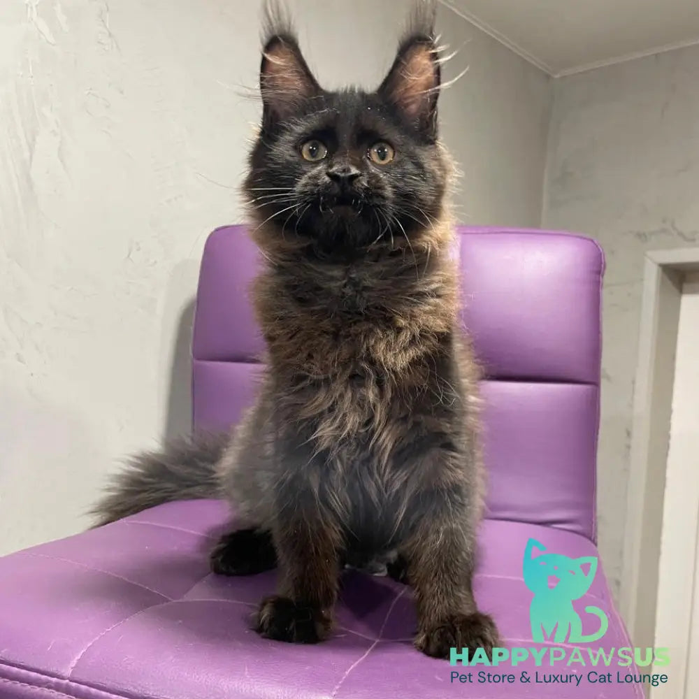 Polina Maine Coon female black - live animals