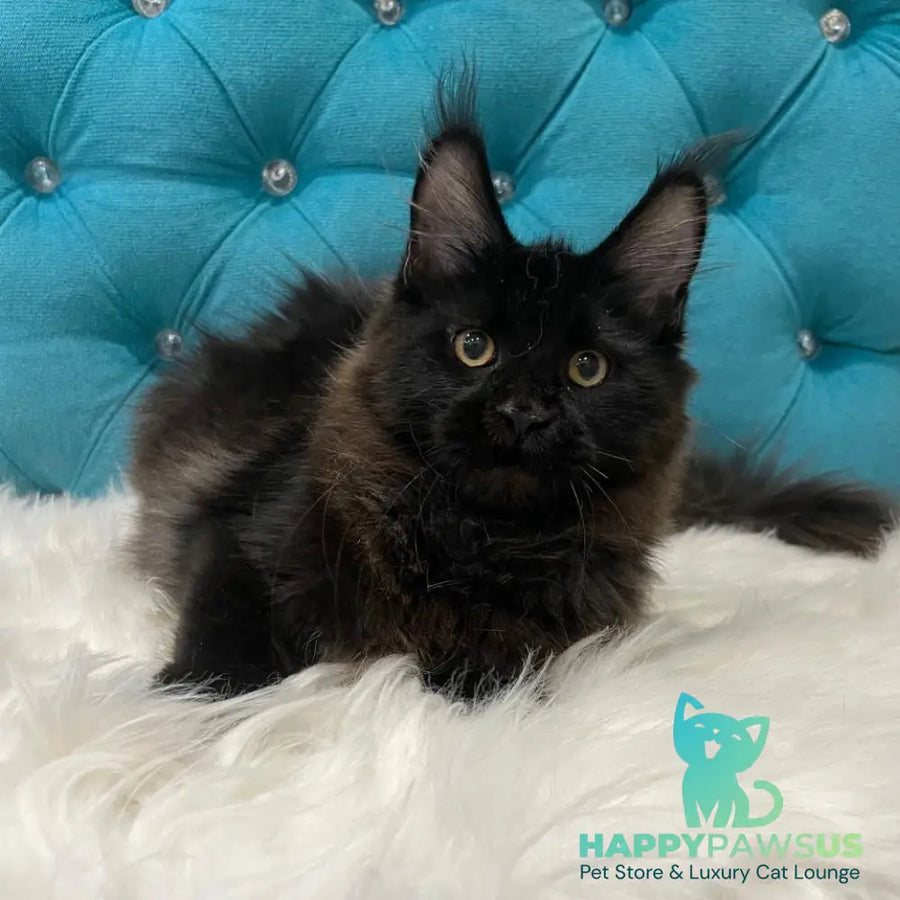 Polina Maine Coon female black - live animals