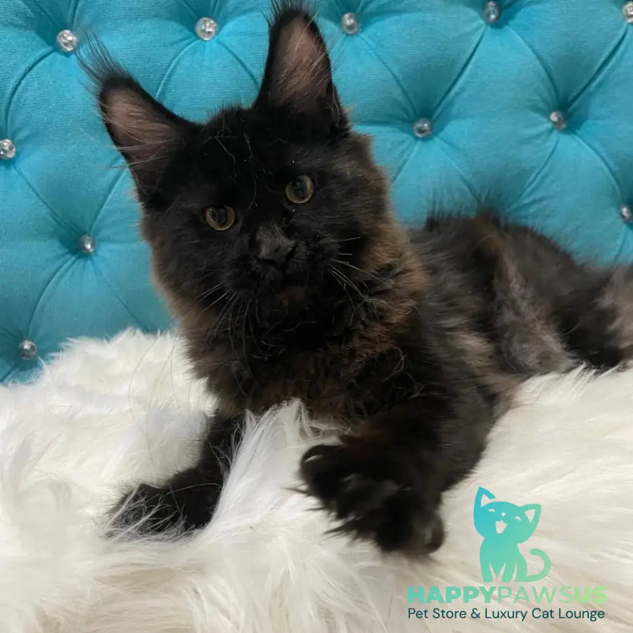Polina Maine Coon female black - live animals