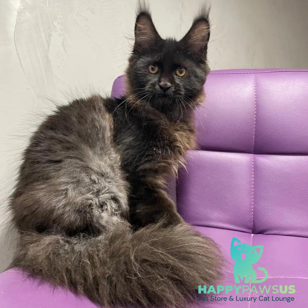 Polina Maine Coon female black - live animals