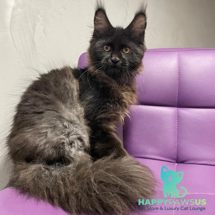 Polina Maine Coon female black - live animals