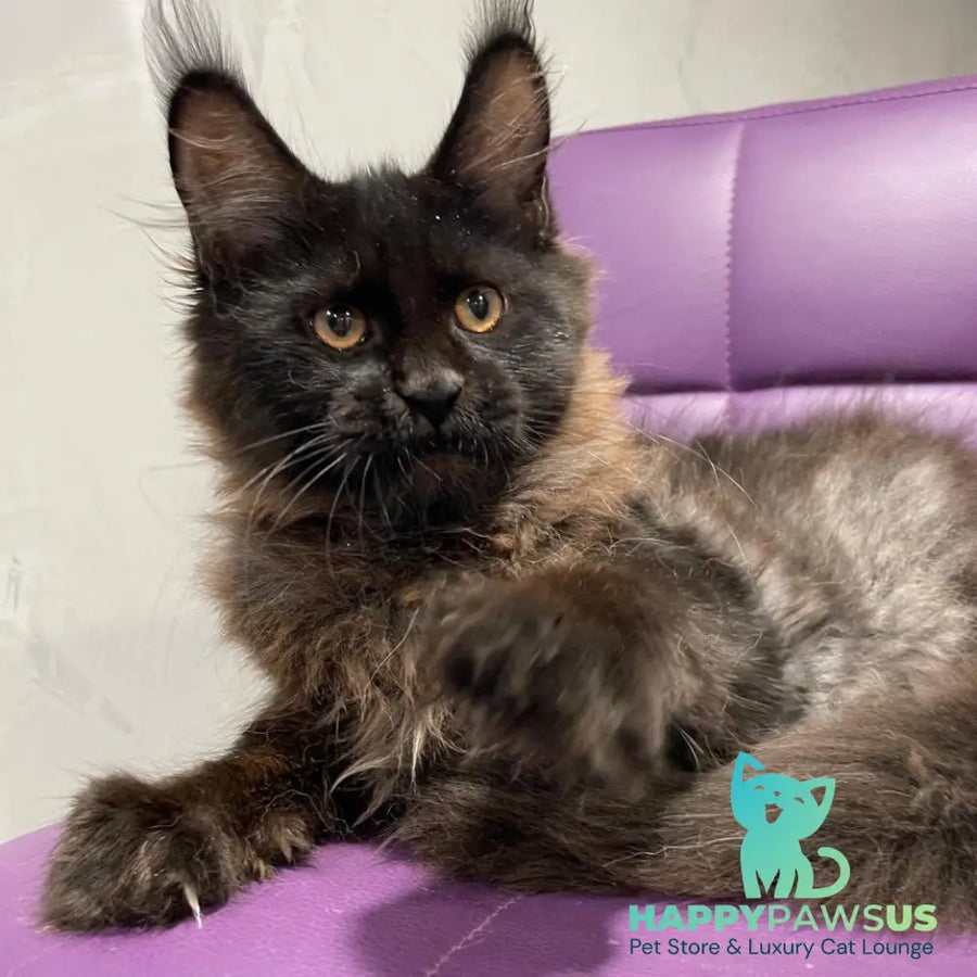 Polina Maine Coon female black - live animals