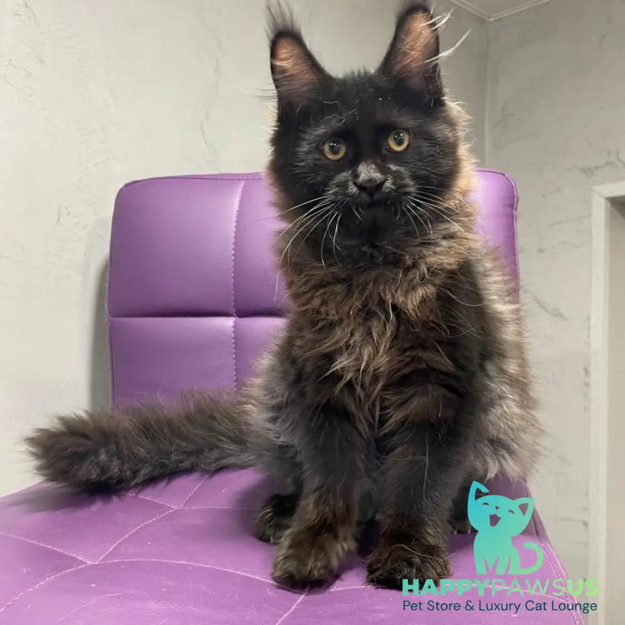 Polina Maine Coon female black - live animals
