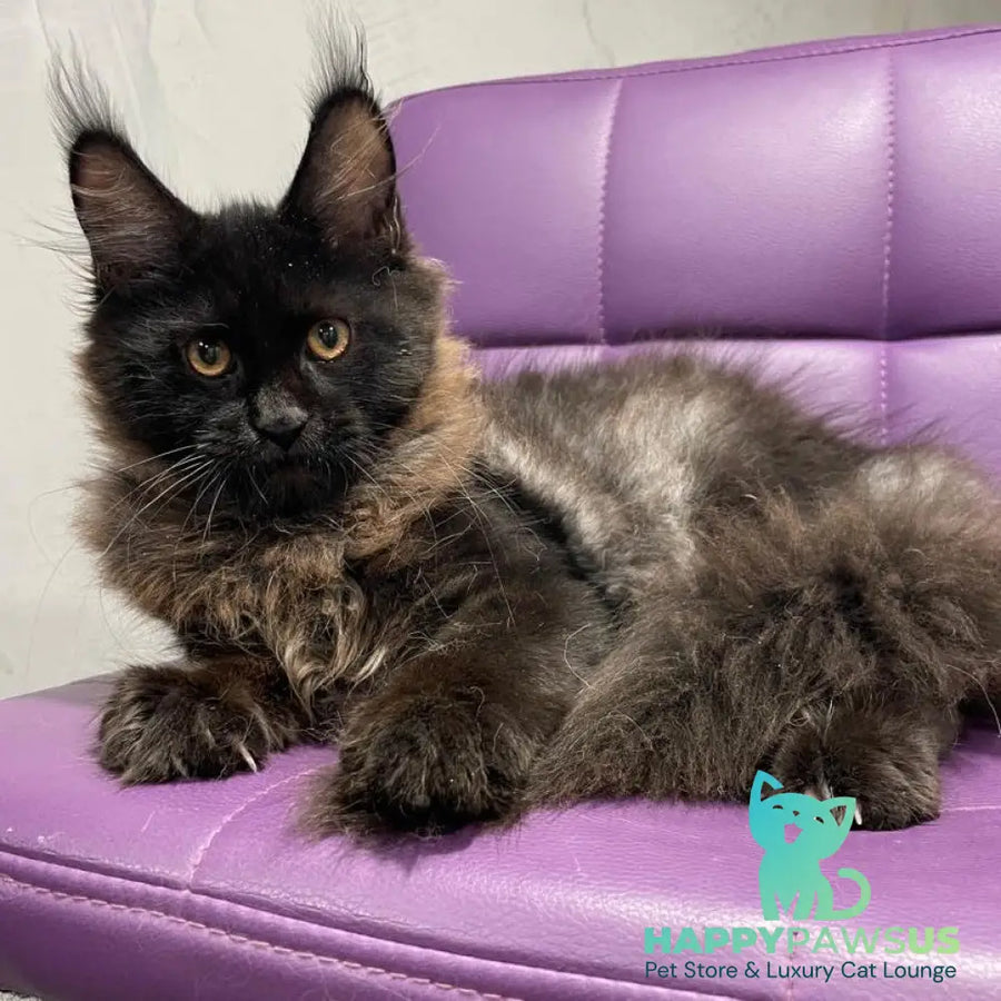 Polina Maine Coon female black - live animals