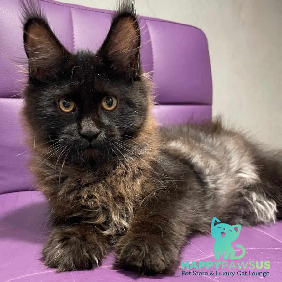 Polina Maine Coon female black - live animals