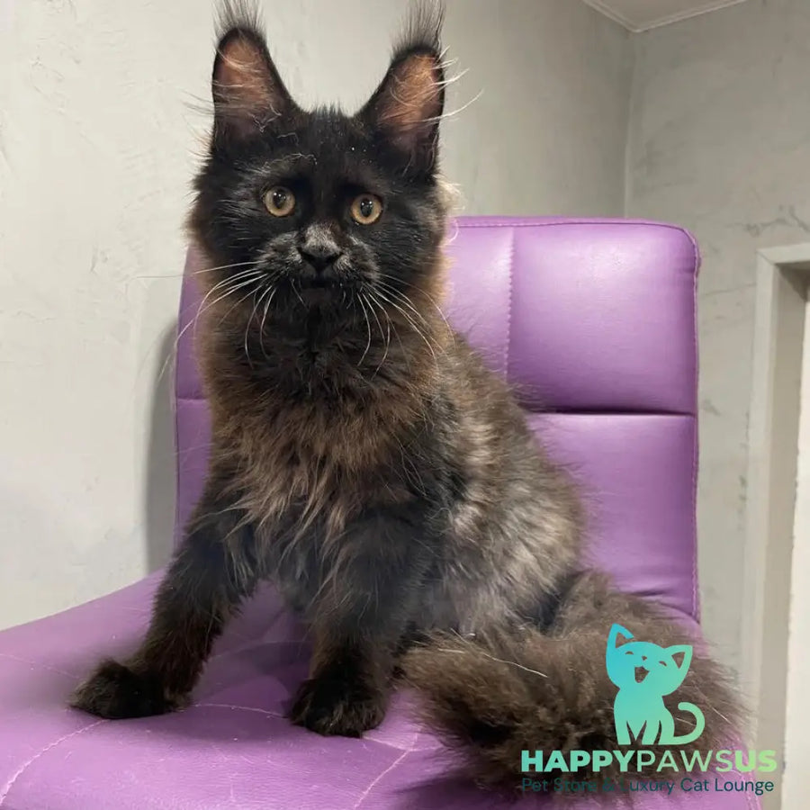 Polina Maine Coon female black - live animals