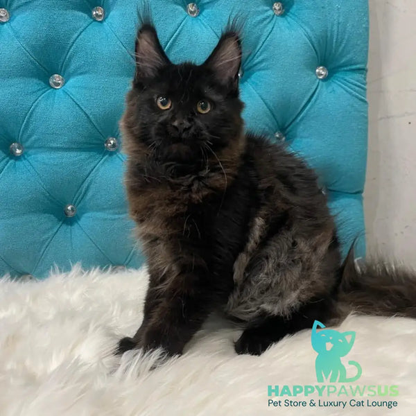 Polina Maine Coon female black - live animals