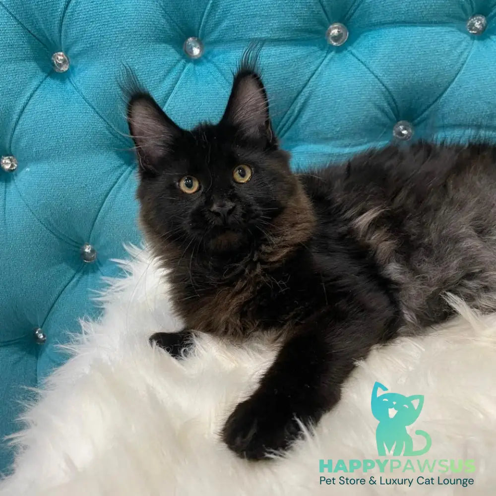 Polina Maine Coon female black - live animals