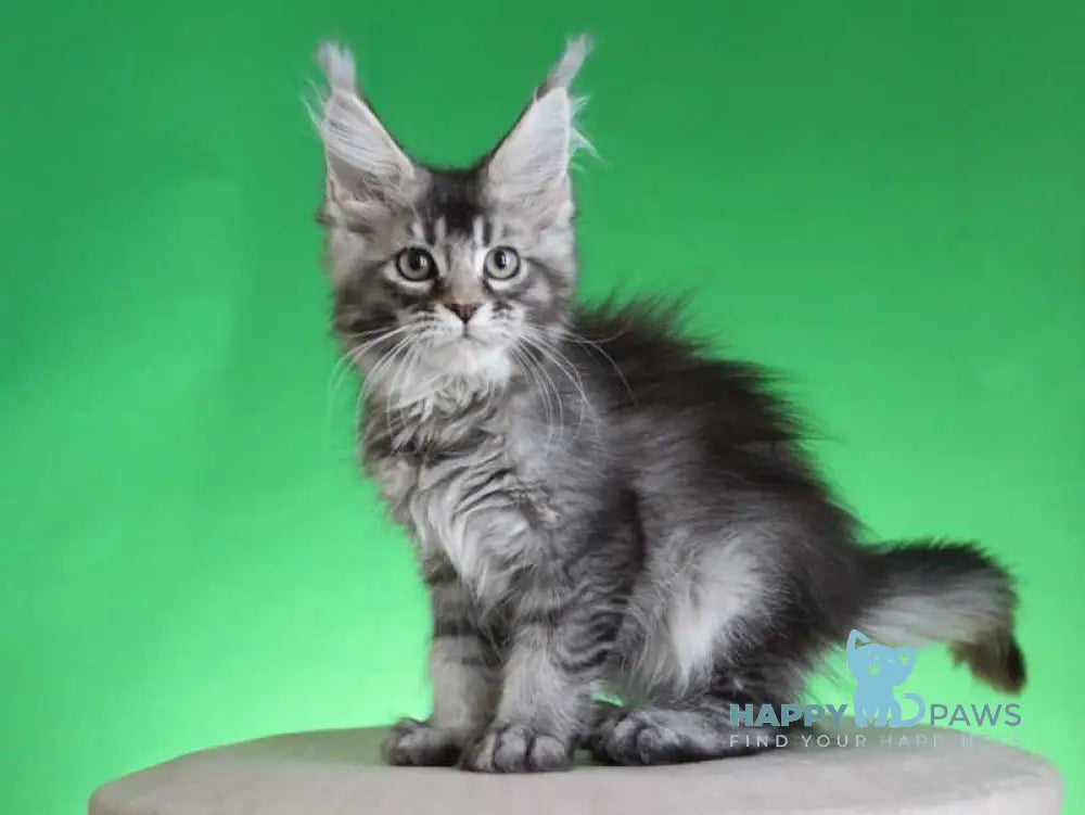Polina Maine Coon female black silver ticked tabby live animals
