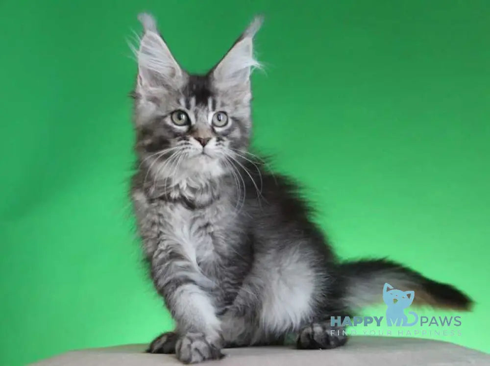 Polina Maine Coon female black silver ticked tabby live animals