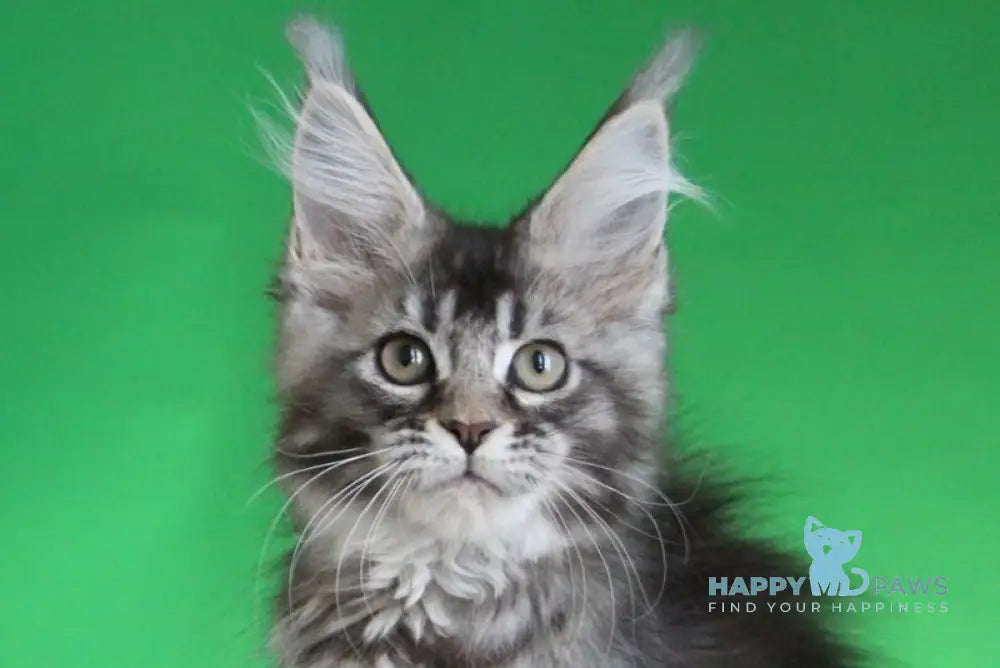 Polina Maine Coon female black silver ticked tabby live animals