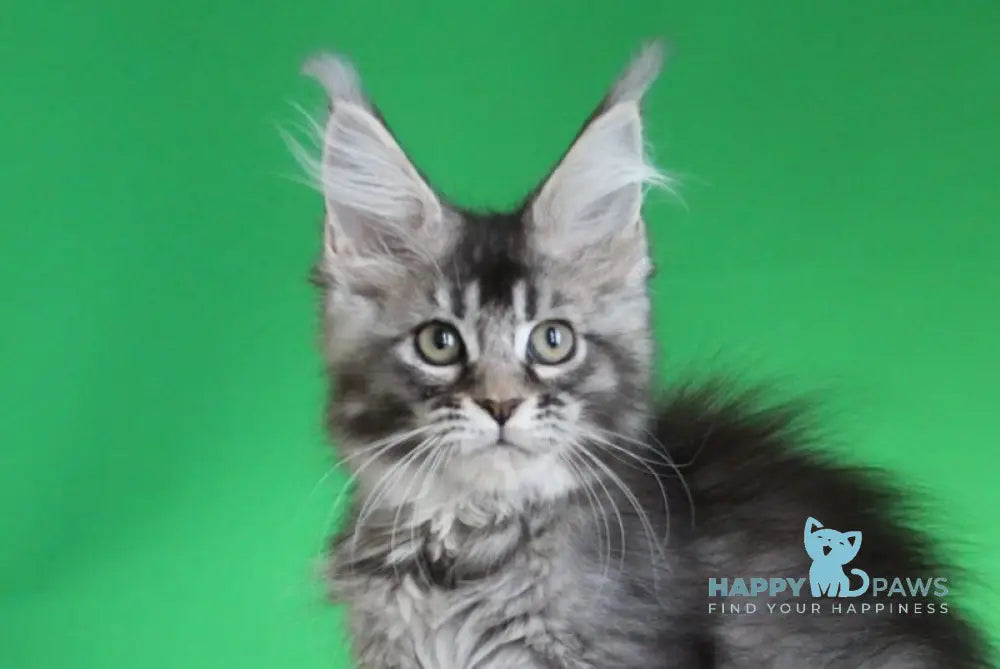 Polina Maine Coon female black silver ticked tabby live animals