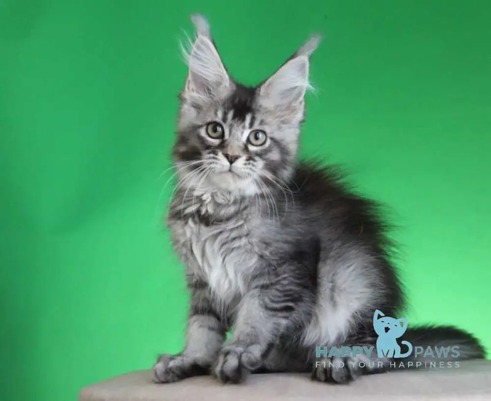 Polina Maine Coon female black silver ticked tabby live animals