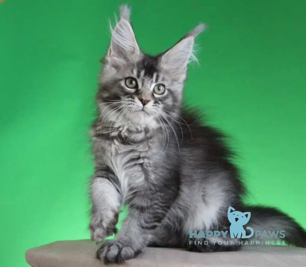 Polina Maine Coon female black silver ticked tabby live animals
