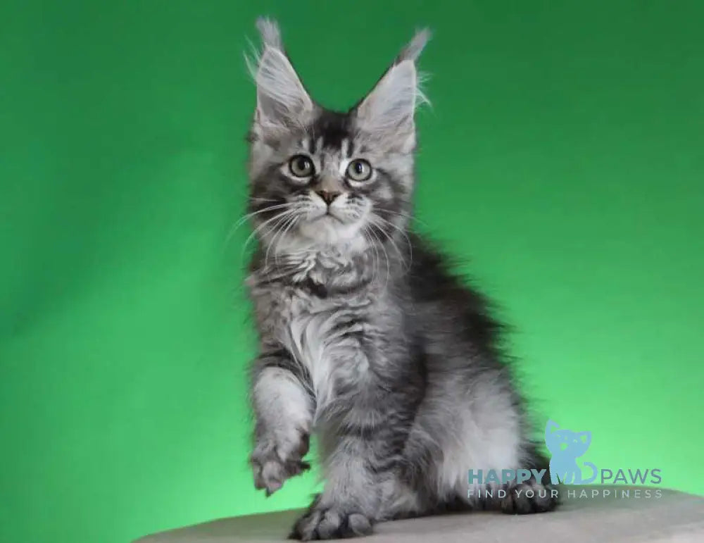 Polina Maine Coon female black silver ticked tabby live animals