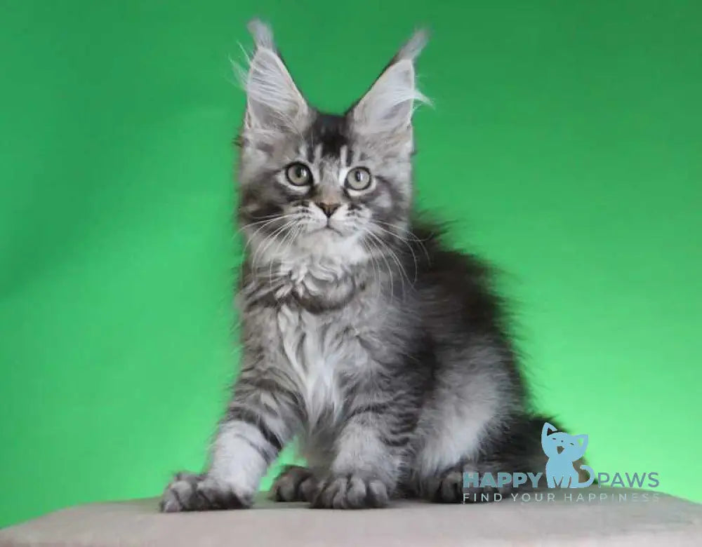 Polina Maine Coon female black silver ticked tabby live animals