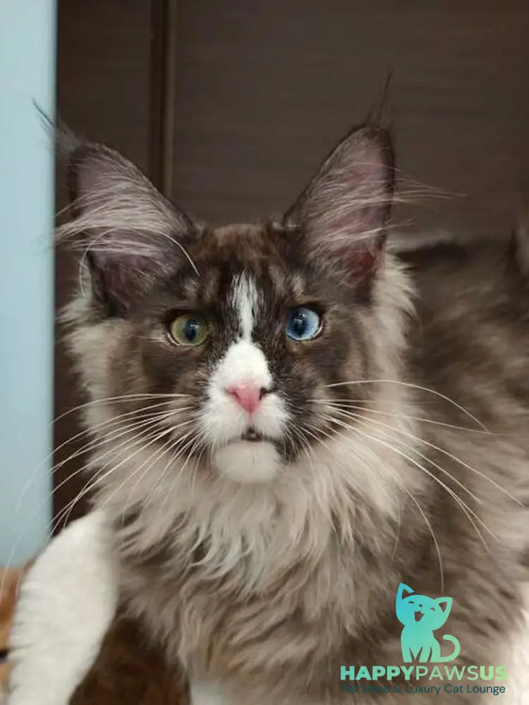 Polina Maine Coon polydactyl female black smoke with white - live animals