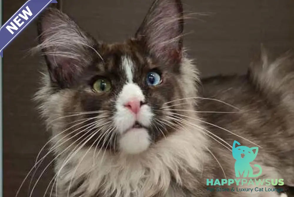 Polina Maine Coon polydactyl female black smoke with white - live animals