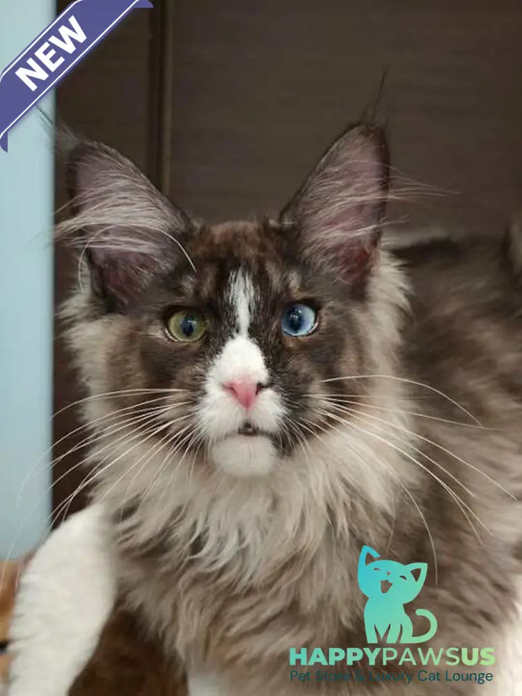 Polina Maine Coon polydactyl female black smoke with white - live animals